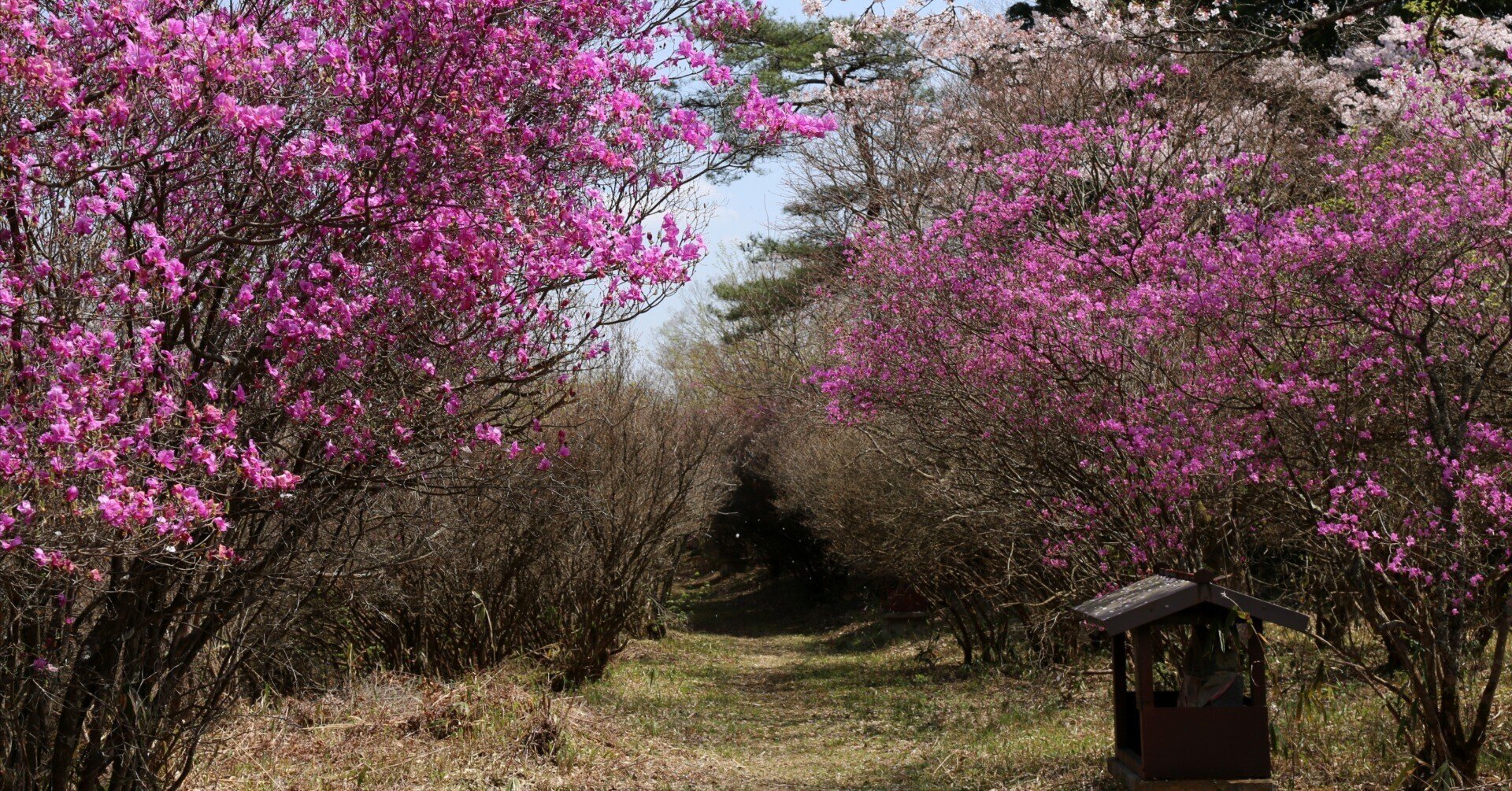 201.関西花の寺2番 楞厳寺のツツジ|sasayan 201.関西花の寺2番 楞厳寺のツツジ|sasayan