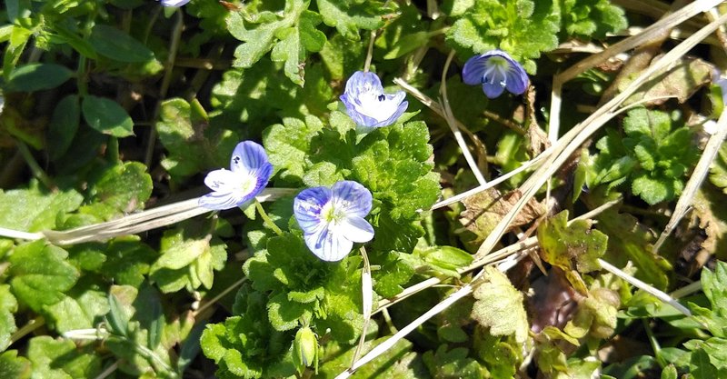 生活科 雑草図鑑 オオイヌノフグリ編 Jun Note