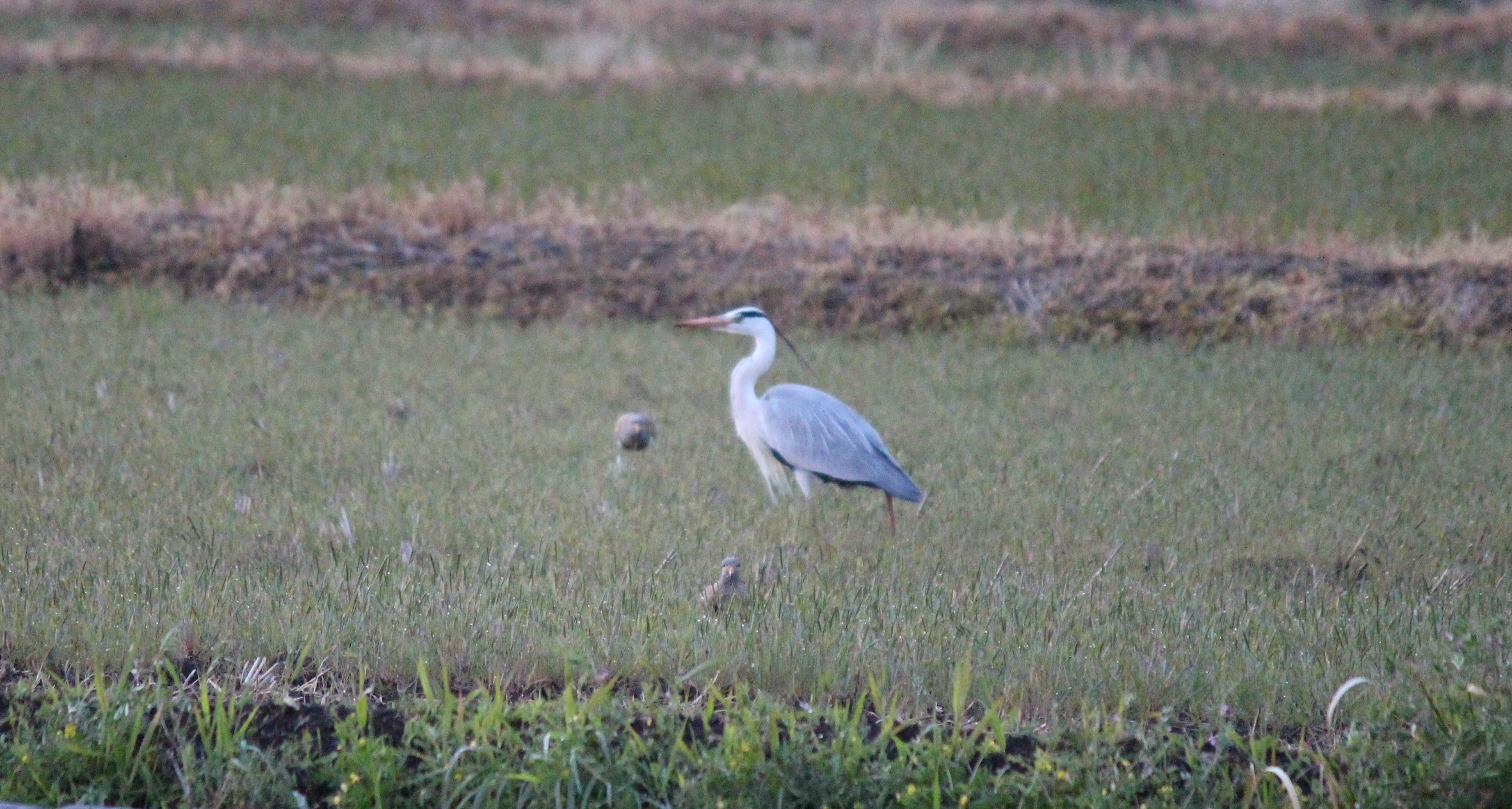 4 24 アオサギちゃんとケリちゃん ごぉろ Note