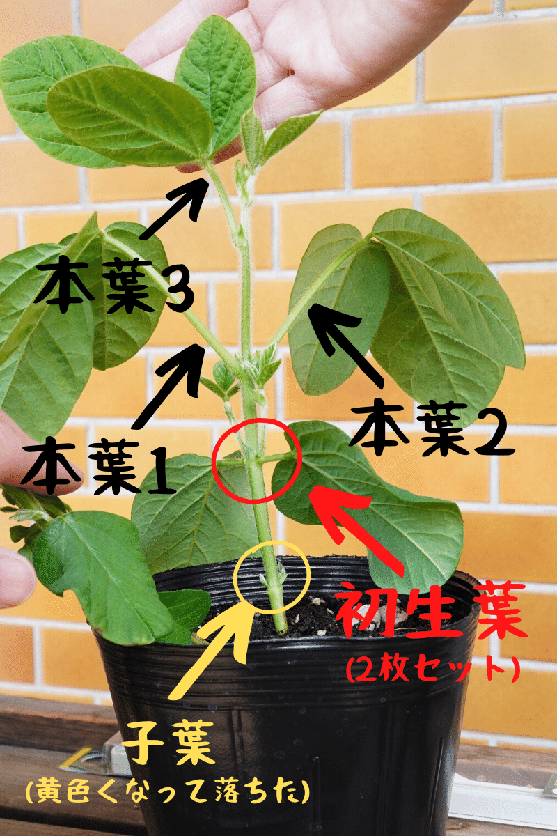 枝豆のどれが本葉5枚目なのか問題 を解決した ゆかこ Note