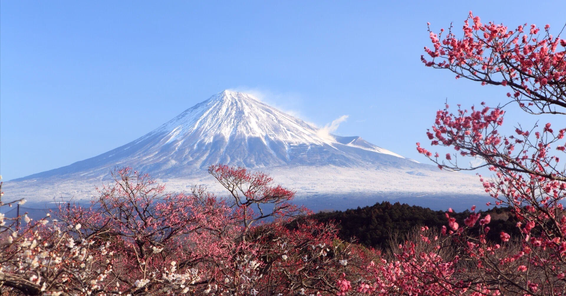 梅：1月のいぶきーはじまりを告げる花｜Hiragana Times 編集部