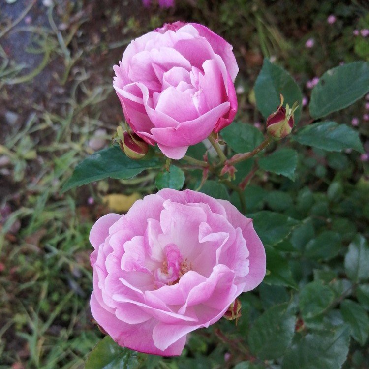 自宅近くの花壇