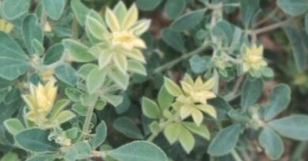 もふもふ⭐️⭐️⭐️ロータス　プリムストーン　抜き苗 ⭐️⭐️⭐️ ロータス・ブリムストーン（名前の迷宮）｜高瀬浩之