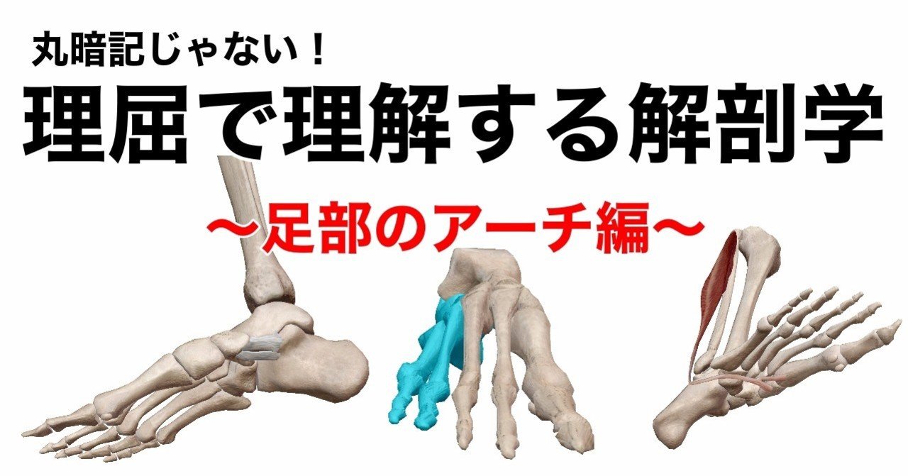 解剖学を楽しく学ぶ 足部のアーチ編 安達愛美 Note