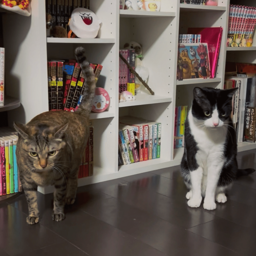 Feel The Pain｜茶々