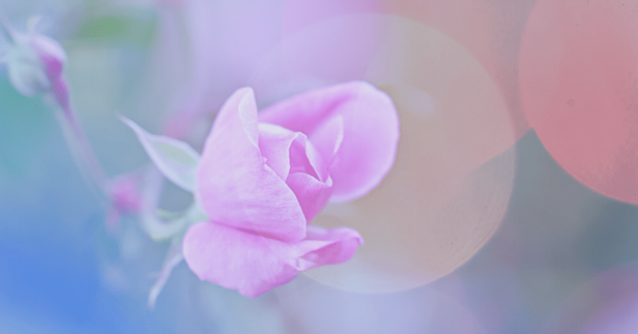 真冬に咲くバラ backend=imagemagick;version=1;