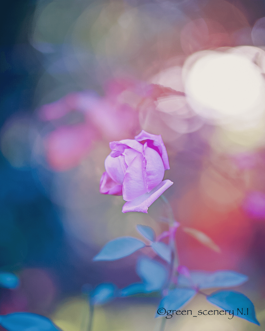 真冬に咲くバラ 真冬にバラ??】真冬に咲いているお花を探しにお散歩してきたら..バラに