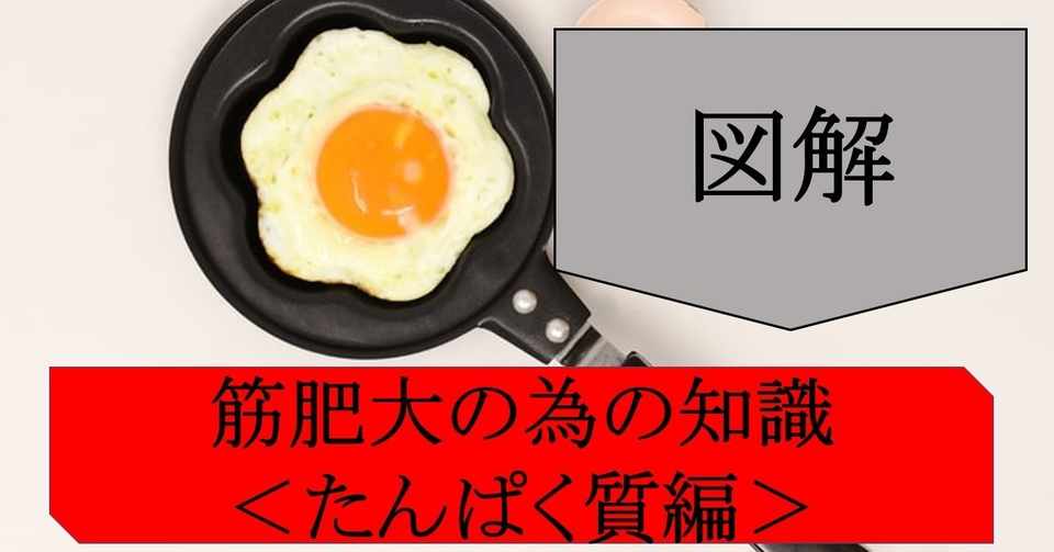 図解 筋トレ基礎知識 栄養学 筋肥大の為のたんぱく質 フリート Note