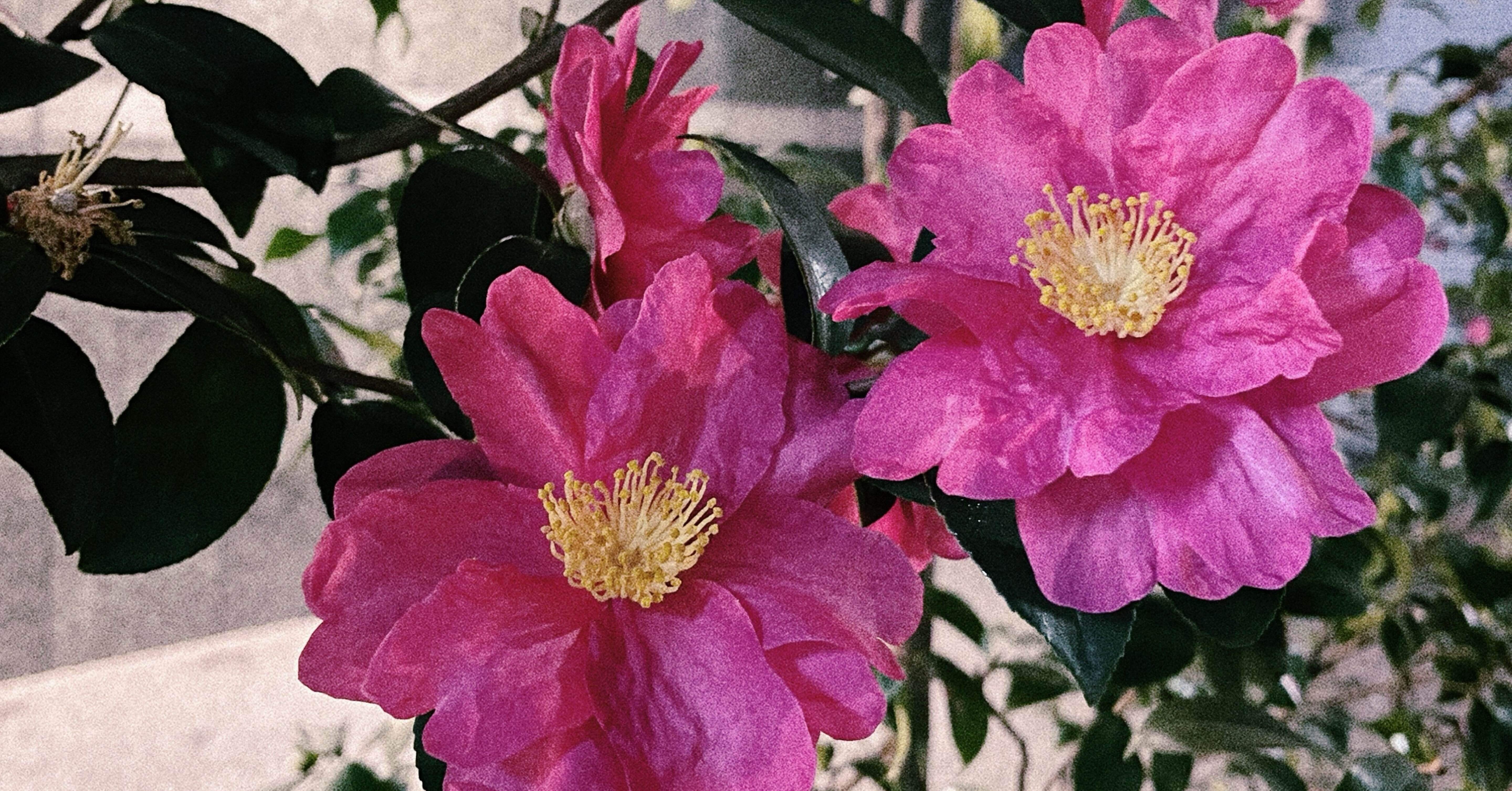 2025年12月-2_この世で一番うつくしいのは椿だと思う｜Aoki Asami