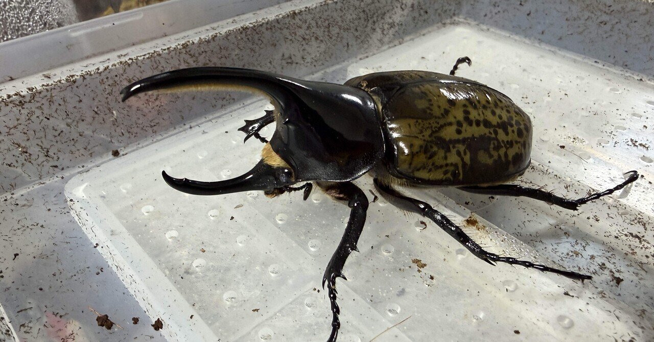 モロンシロカブト羽化記録｜しげぽん