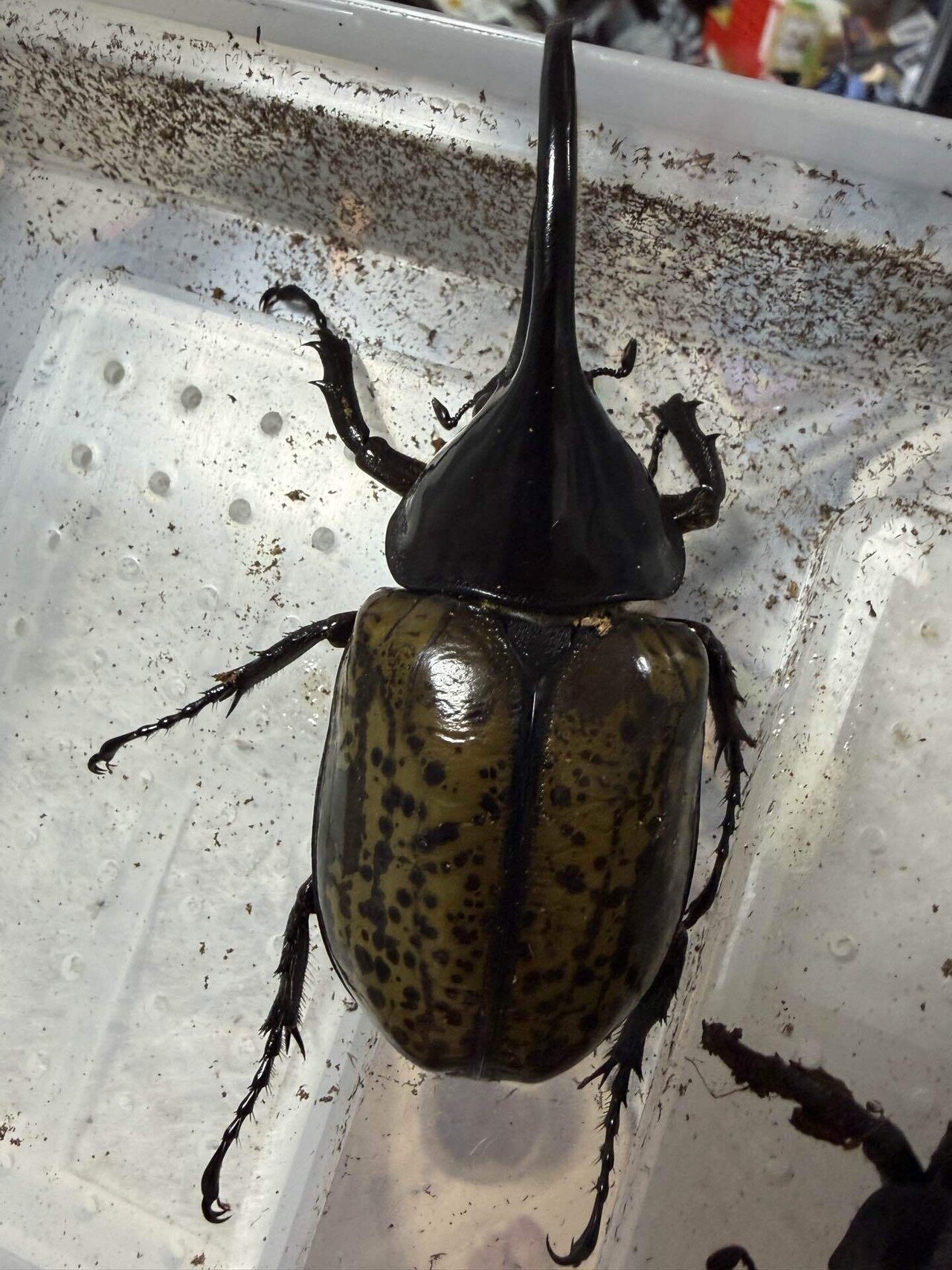 モロンシロカブト羽化記録｜しげぽん