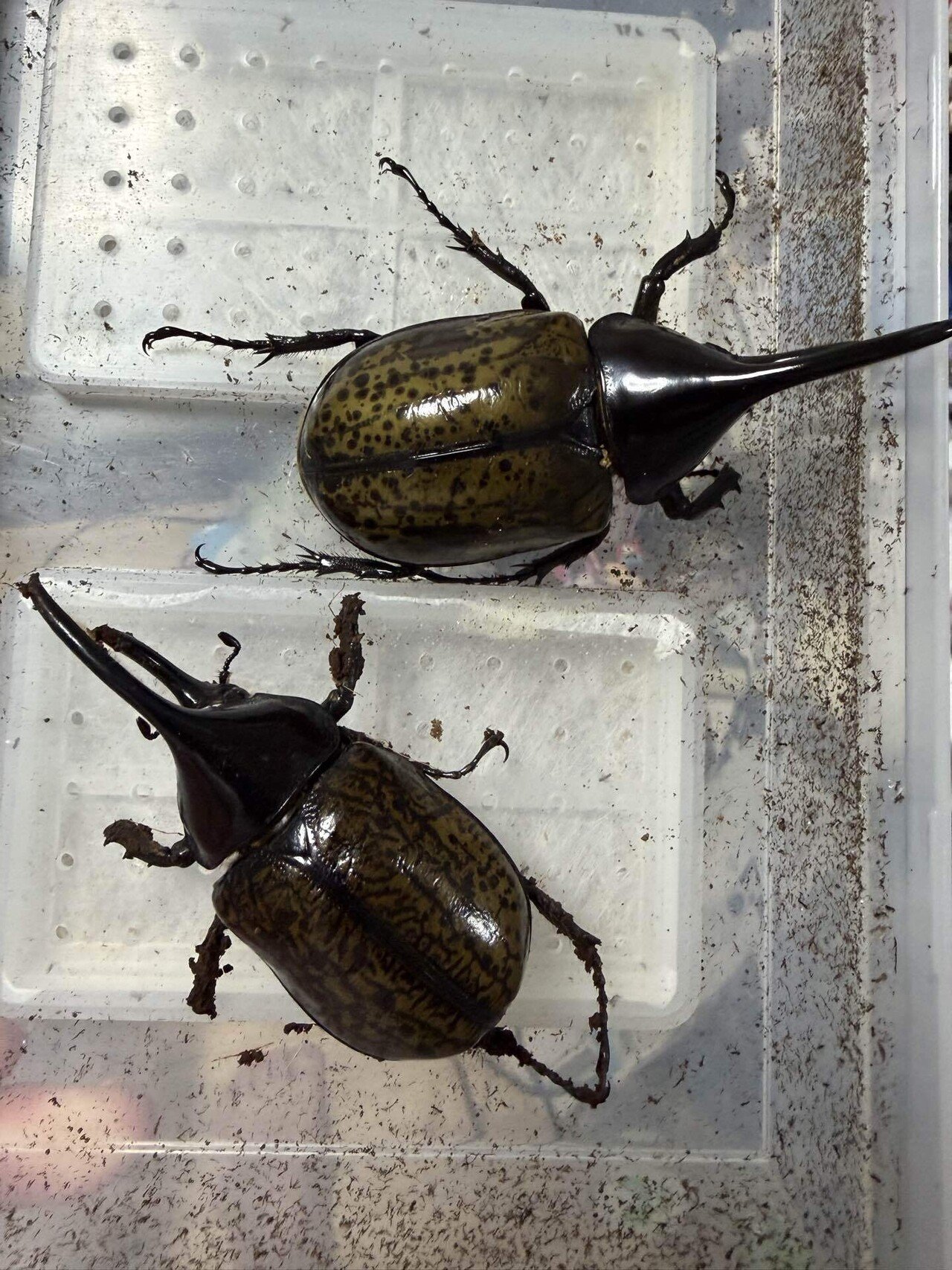 モロンシロカブト羽化記録｜しげぽん