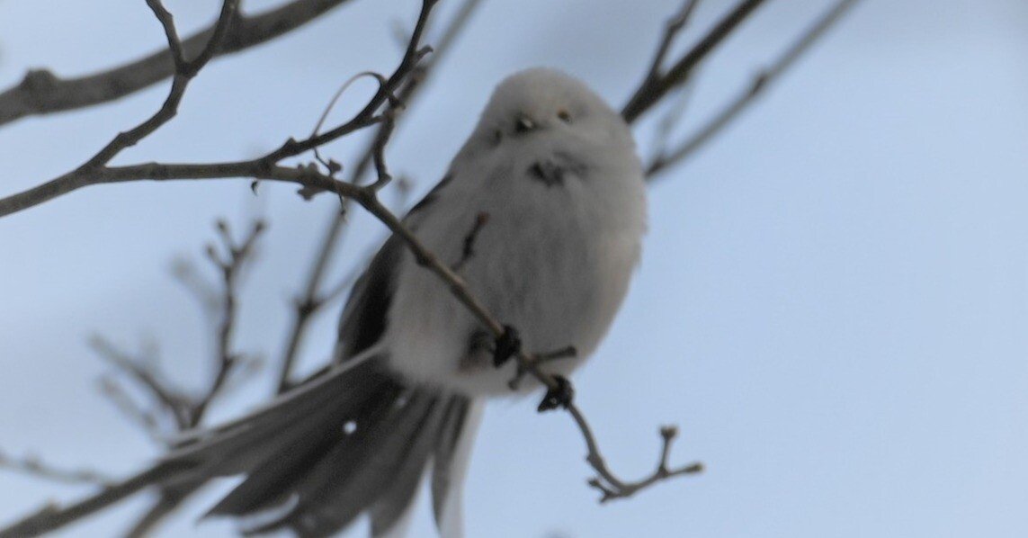 新曲 シマエナガちゃん 中捨昭広（なかすてあきひろ）｜suzuran