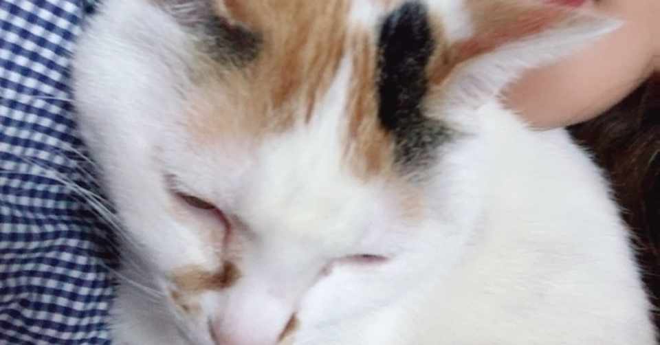 猫が鳴く理由 Rei Note