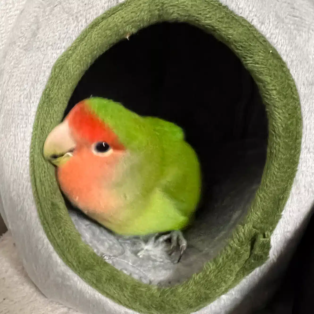 つくね日誌