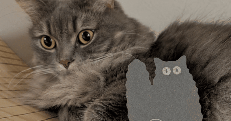 ハコの中に込めた「好き」の正体。｜85-Storeの振り返りと、これからのこと。