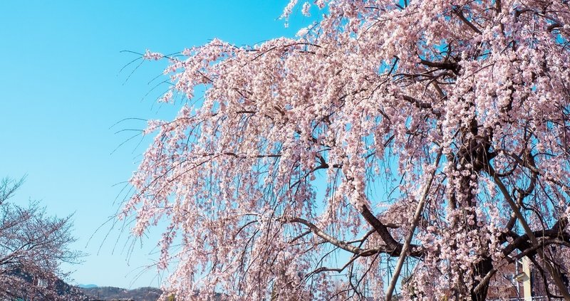 しずかさよまわりにぎわう花の宴