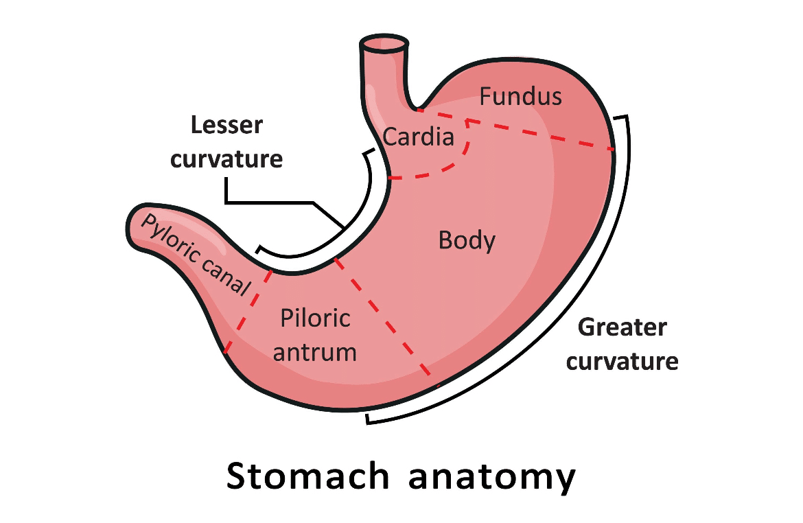 医学的解説】なぜ「胃」を治療すると、左肩が軽くなるのか？ 内臓