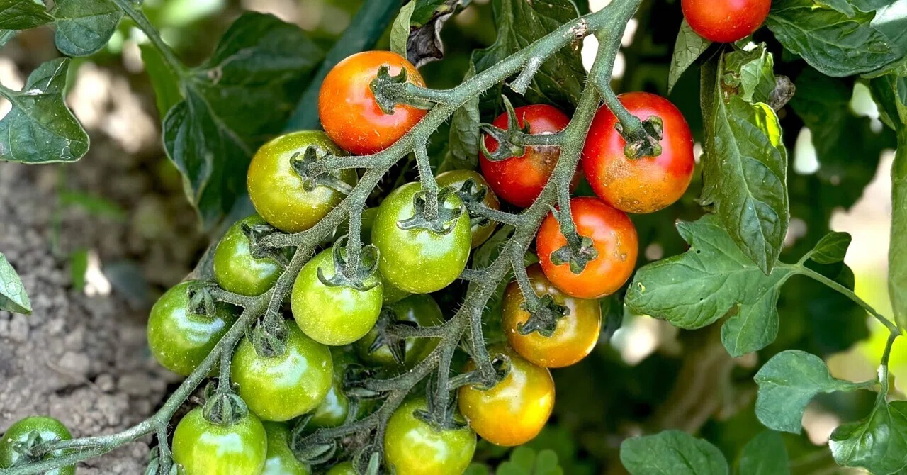 野菜作り教えてほしい人って、どれくらいいますか？｜そらたね|農業 