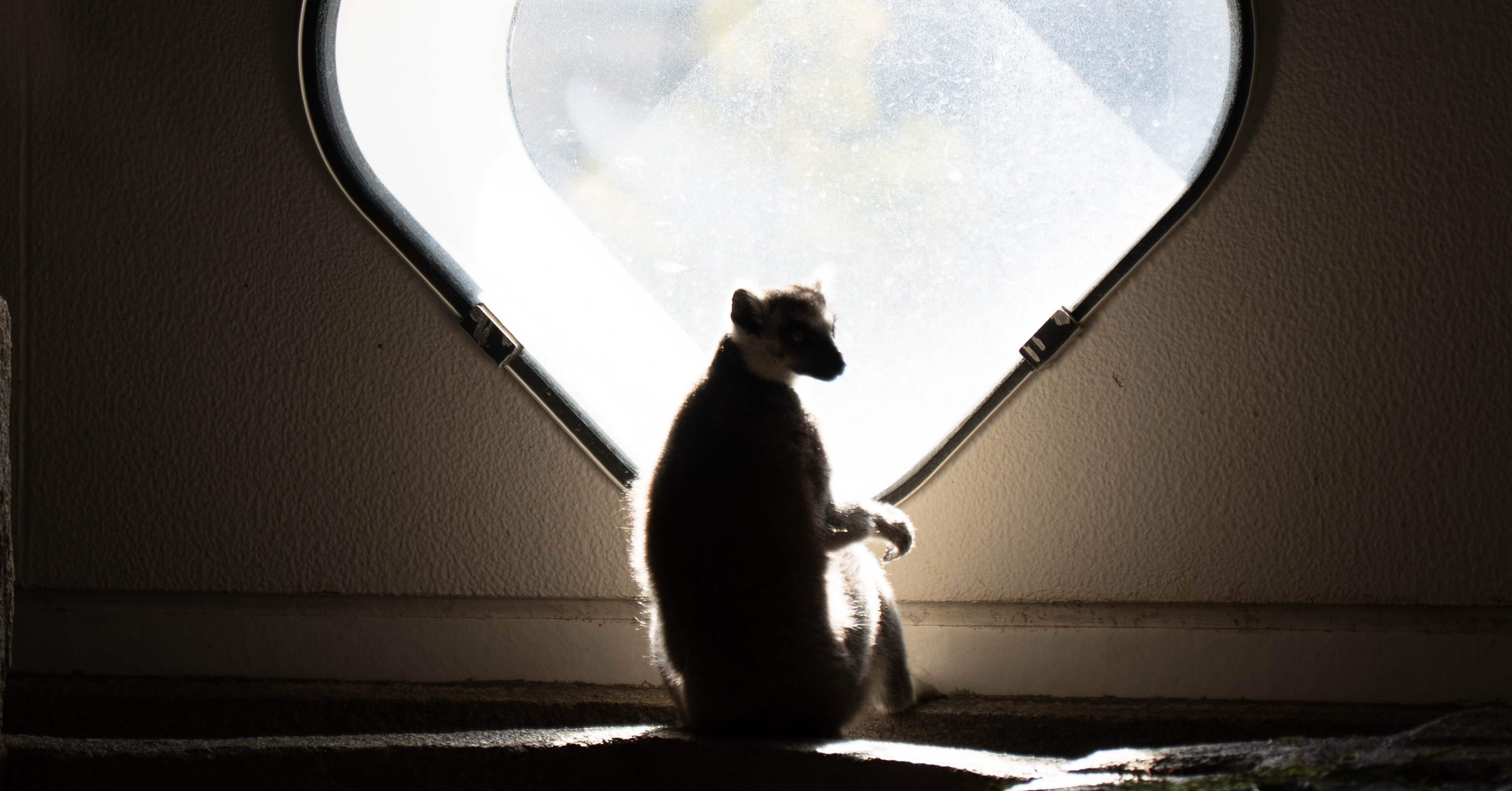 生きているミュージアムで撮影してみた #9 in ニフレル｜SONY α7CⅡ