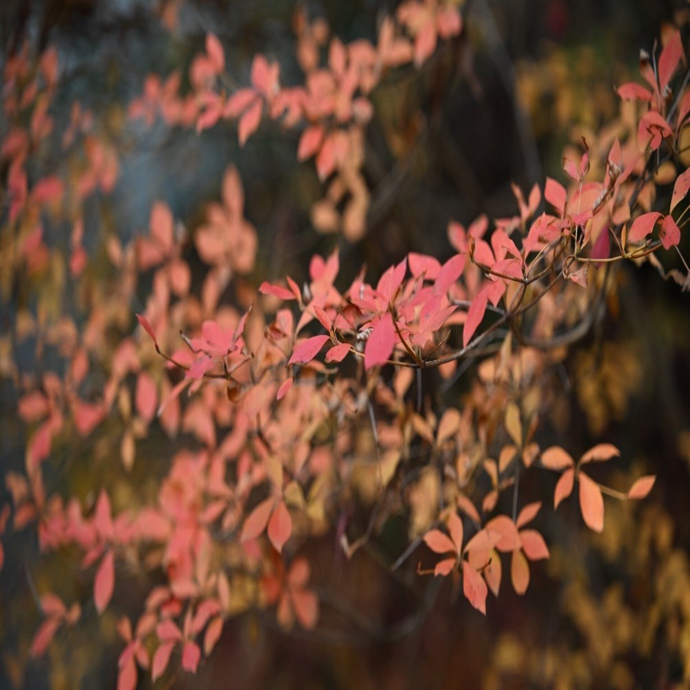 今更ですが…2025年紅葉を見に行こうよう…③｜1/Zf