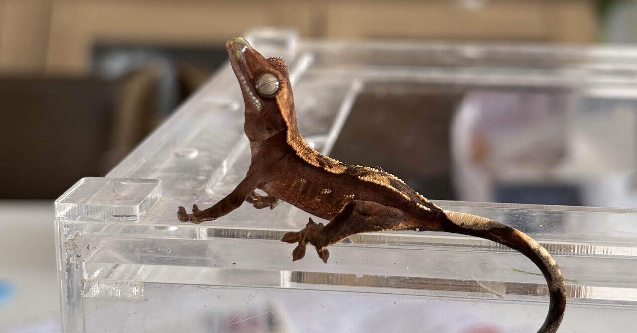 自分でブリードしたクレステッドゲッコーをお迎えしてみて。｜Nan店長