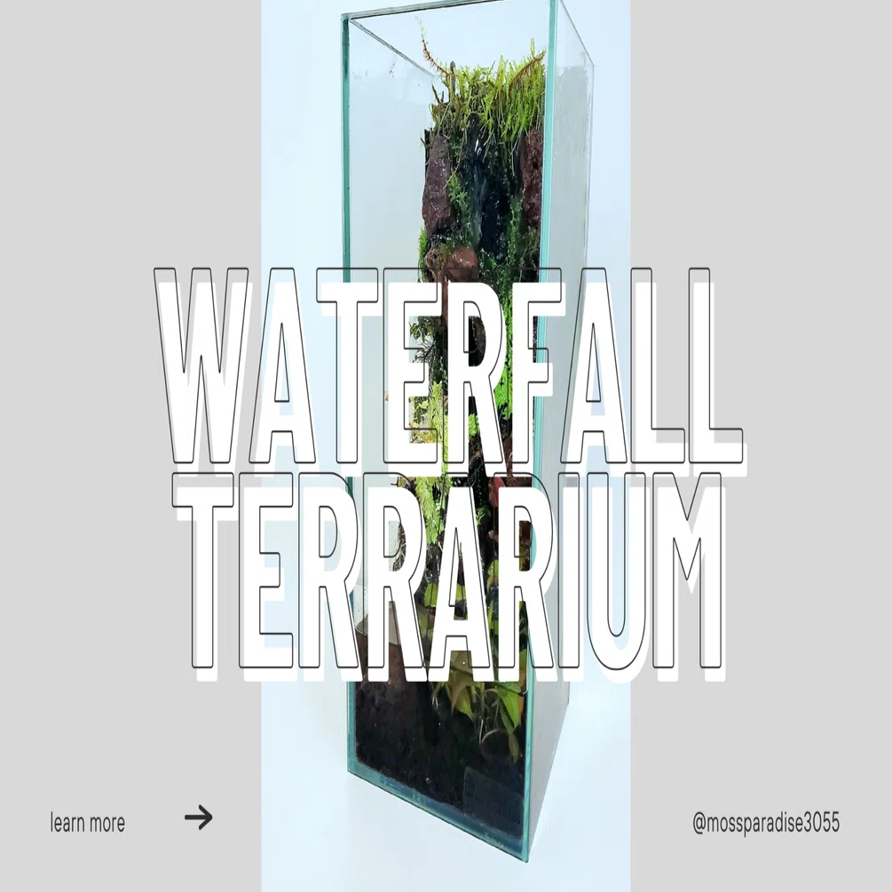 滝のテラリウムをメンテナンス｜moss paradise3055（モスパラ）