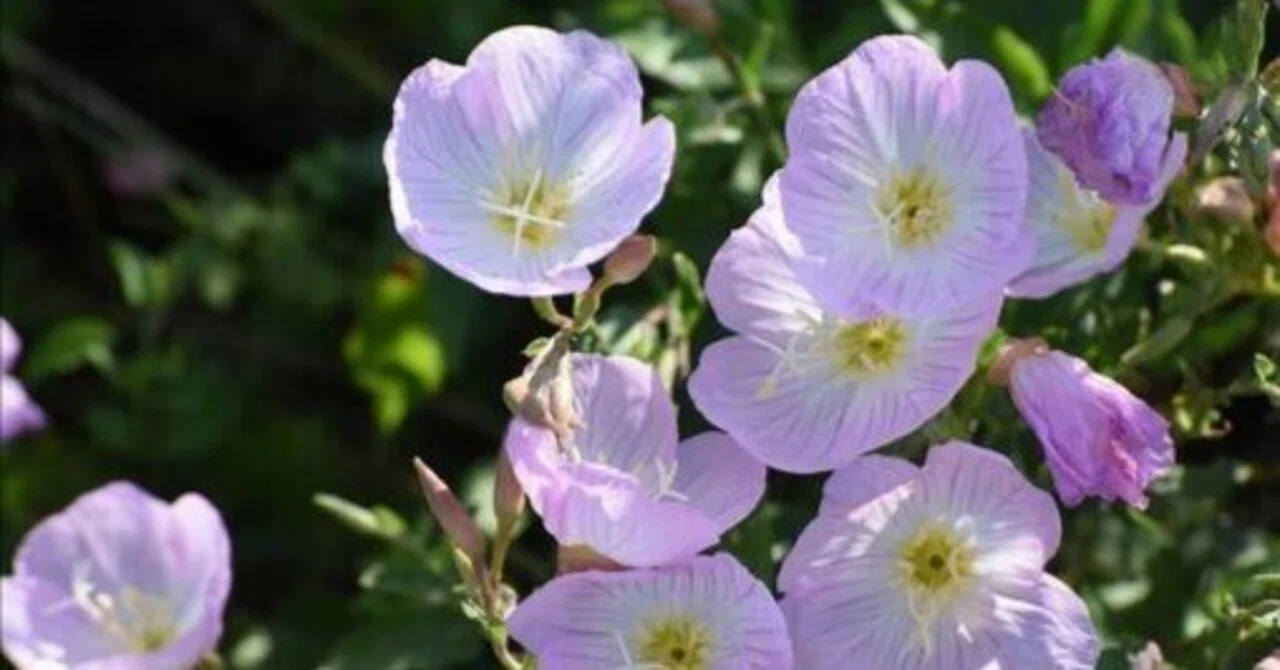Episode 8 Notes: The Evening Primrose Blooming Quietly Outside the ...