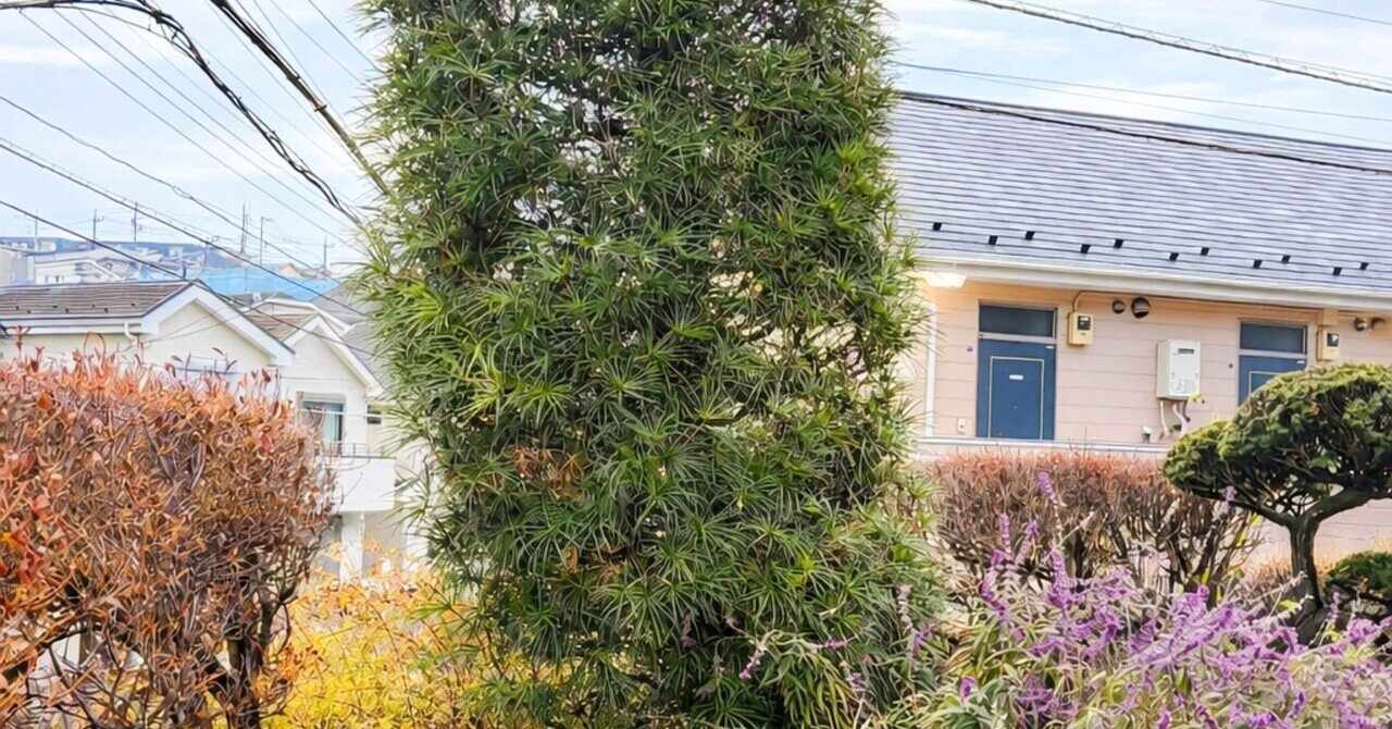 シンボルツリーに高野槙がある、品格あるお庭｜フラワーライフ研究会の