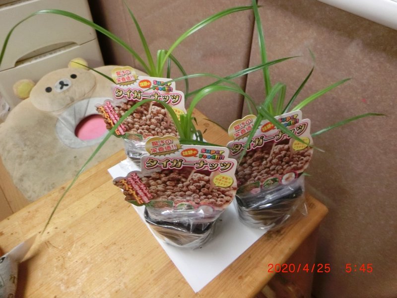 週末投稿 つれづれ有用植物 29 カヤツリグザ科 カヤツリグサ属 ショクヨウガヤツリ Pingubanana Note 週末投稿 つれづれ有用植物 29 カヤツリグザ科 カヤツリグサ属 ショクヨウガヤツリ Pingubanana Note