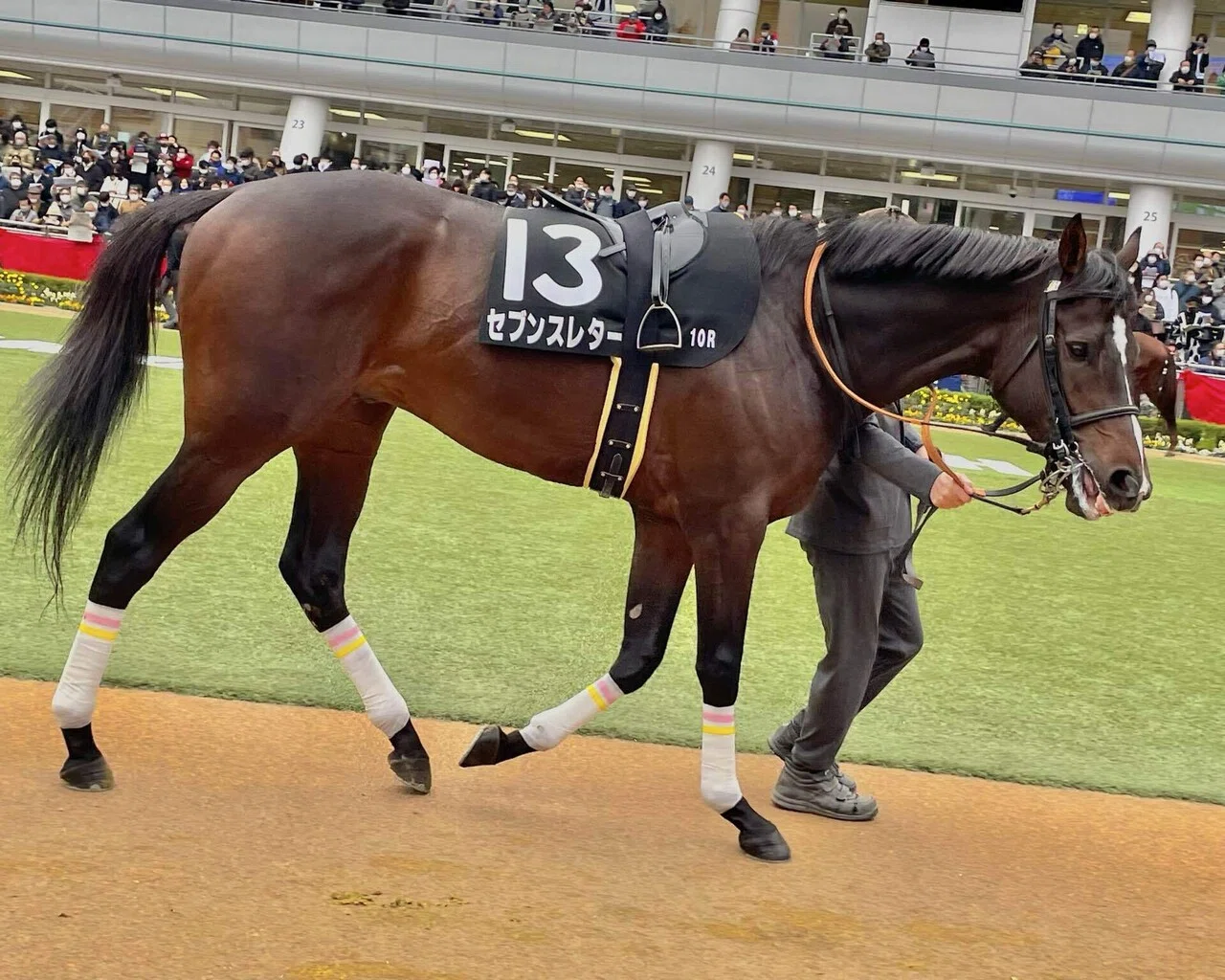 最愛の競走馬へ贈る手紙｜ときわ