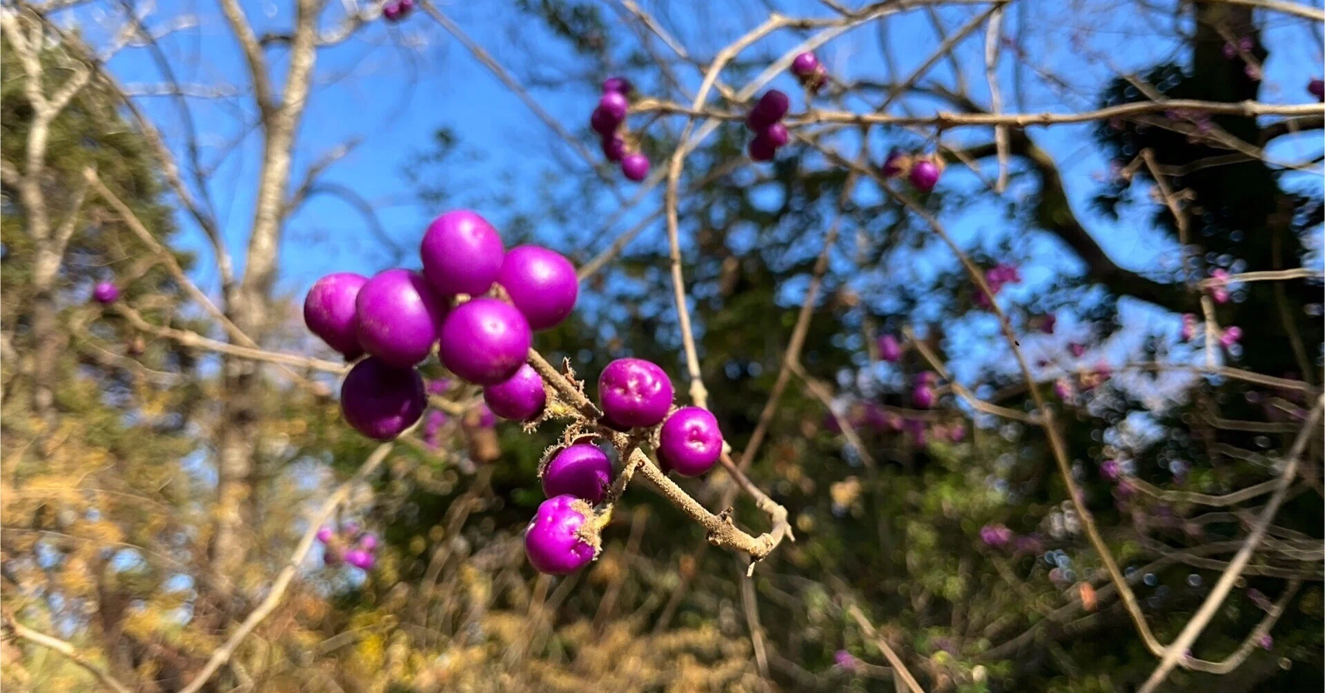 Tree Fruits at the Kyoto Botanical Gardens (2): Wednesday 