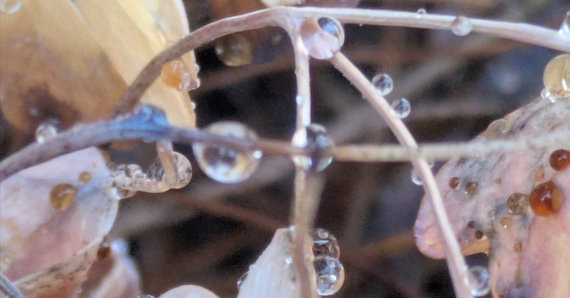 水滴 カズカズ NOS Kawasaki 1990-93 ZX600 D 1993-94 ZX600E ZX-6 Ninja Clutch