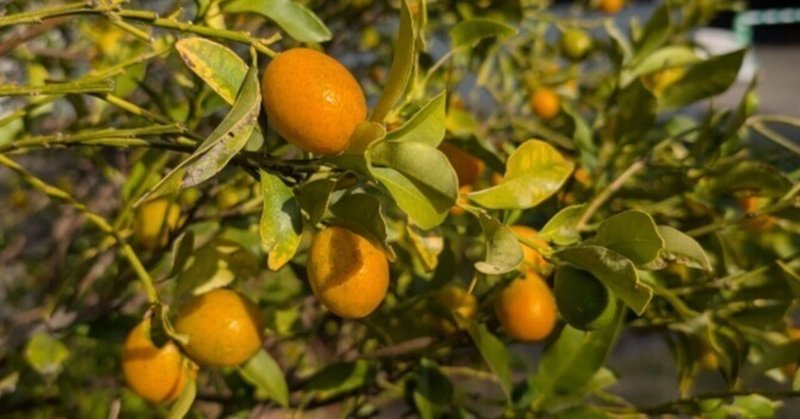 本日のスタッフのおすすめ