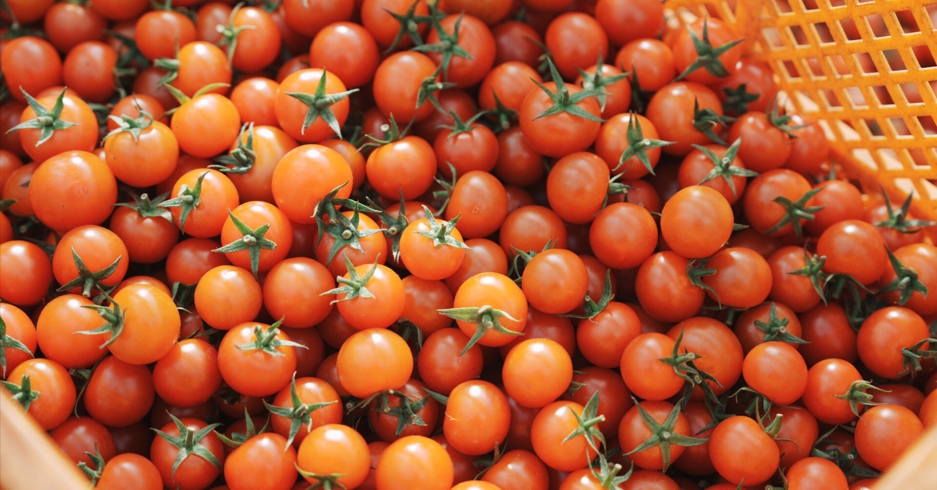 トマト.トマト.トマト｜とまと