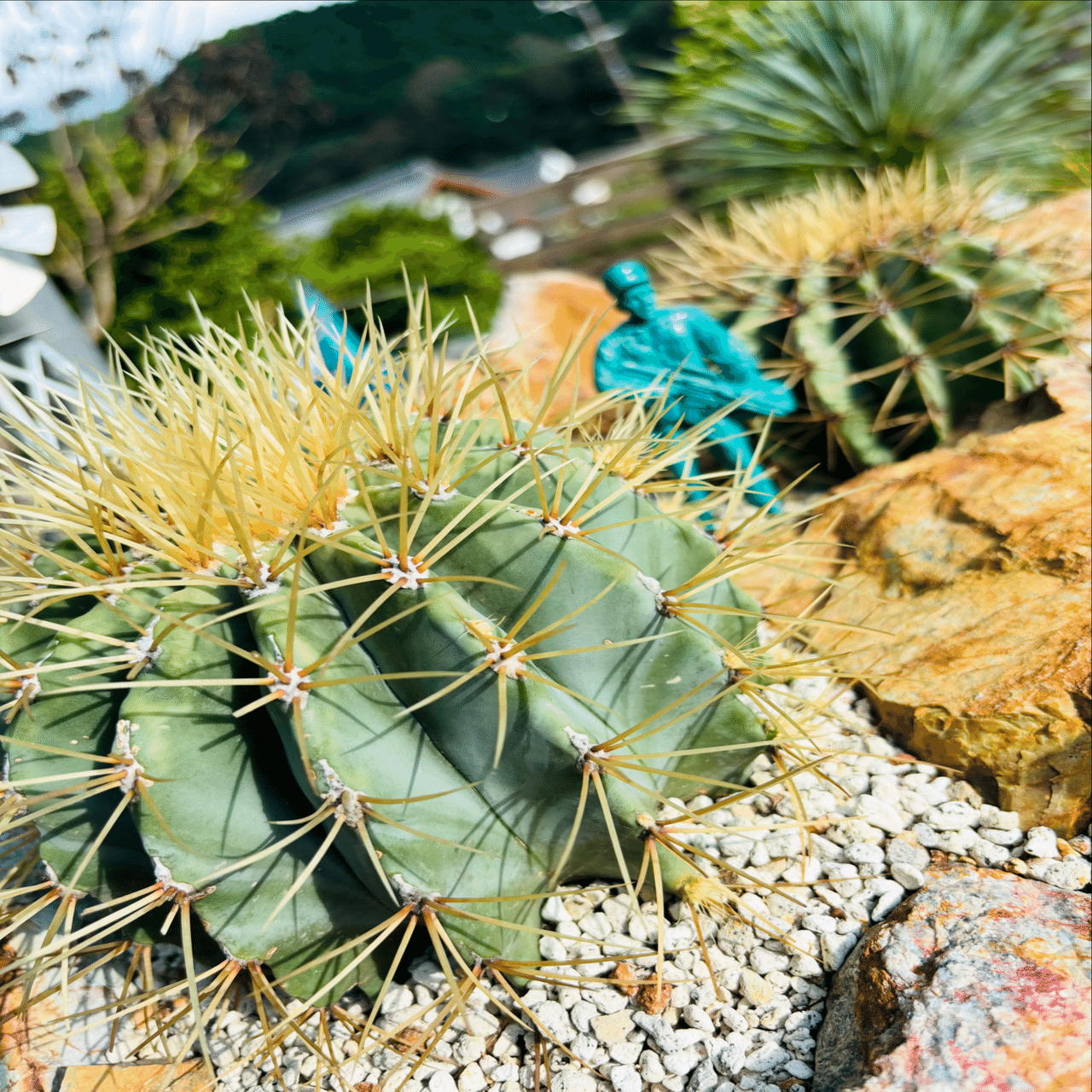 🌴🪨ドライガーデン🪨🌴ってなに？世界観の基盤となる庭づくり｜shun