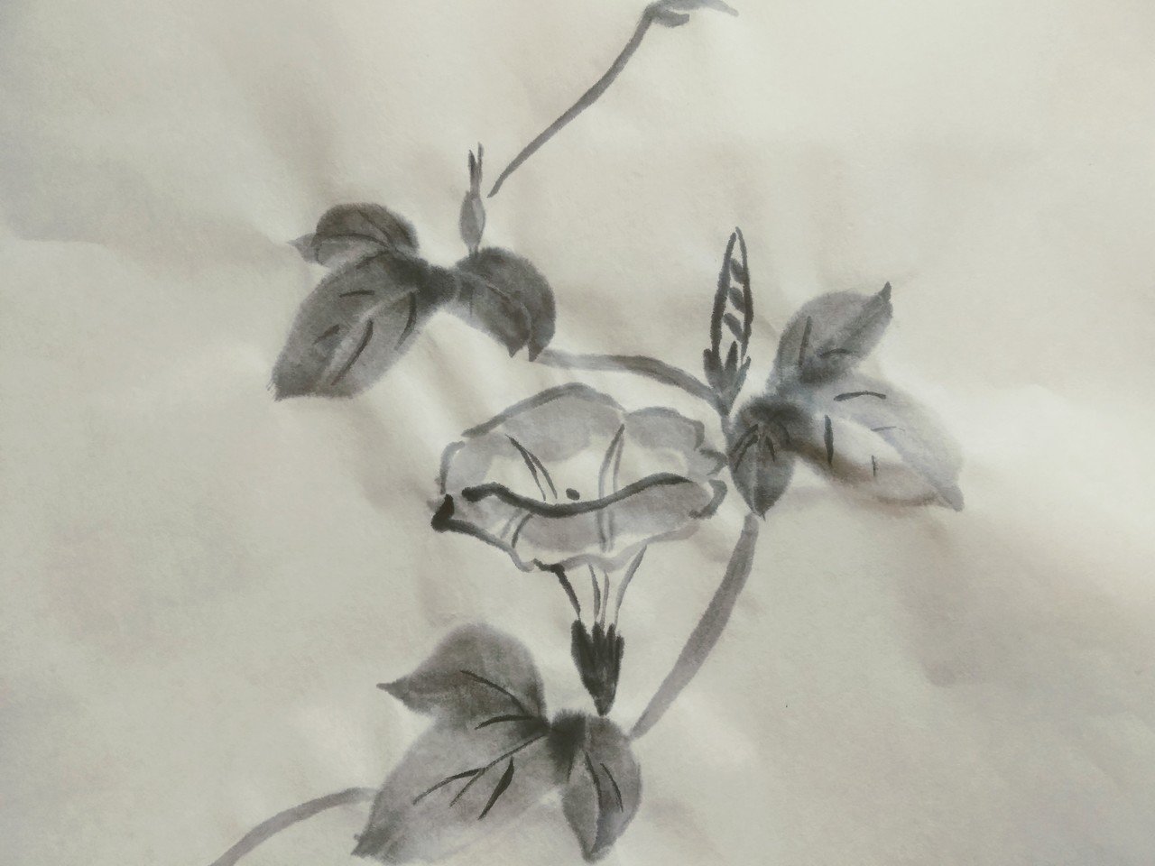 水墨画 朝顔 塚田裕介 Note 水墨画 朝顔 塚田裕介 Note