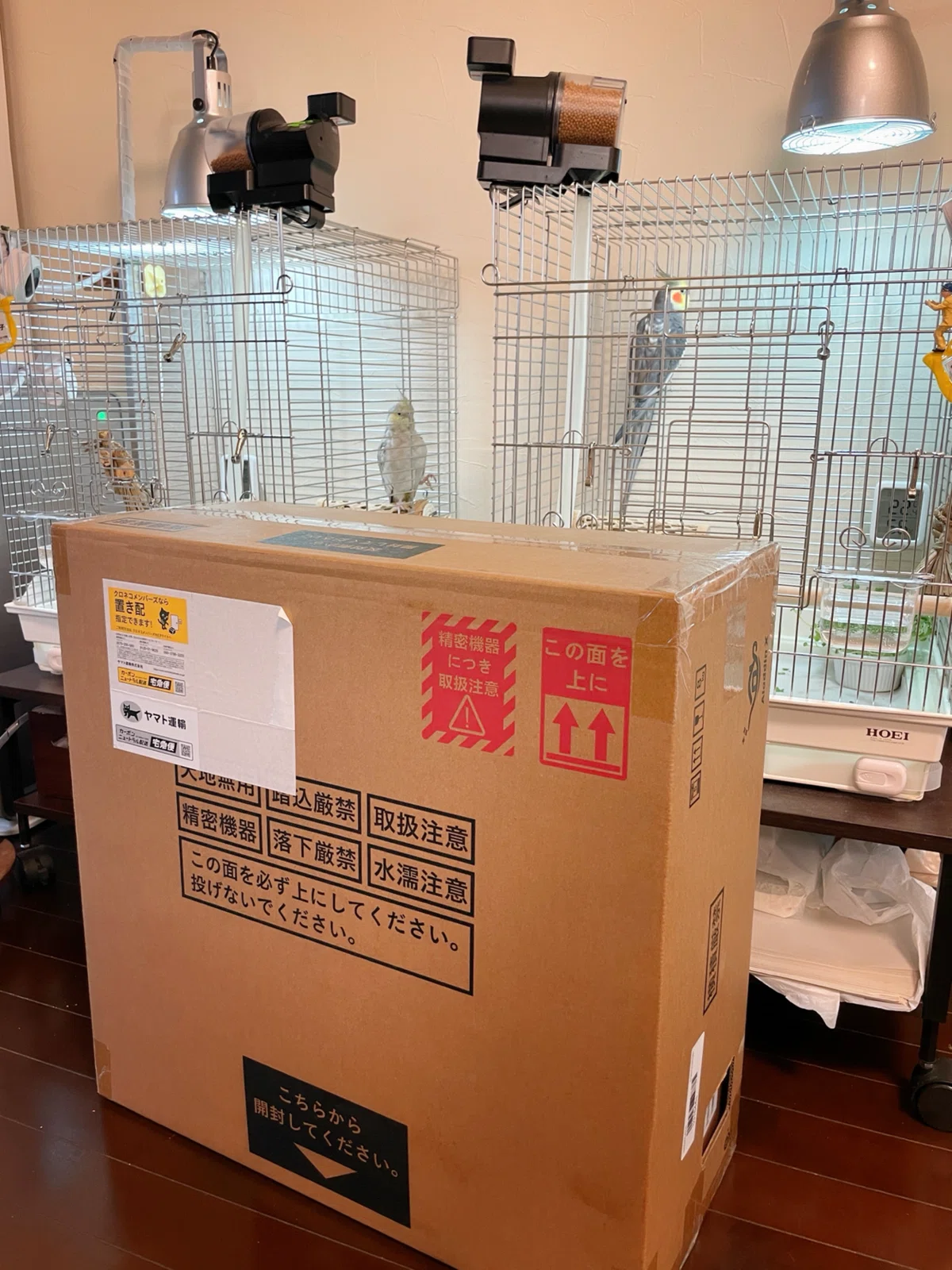 オカメインコのケージ2台が隠れそうなぐらい大きなダンボール箱