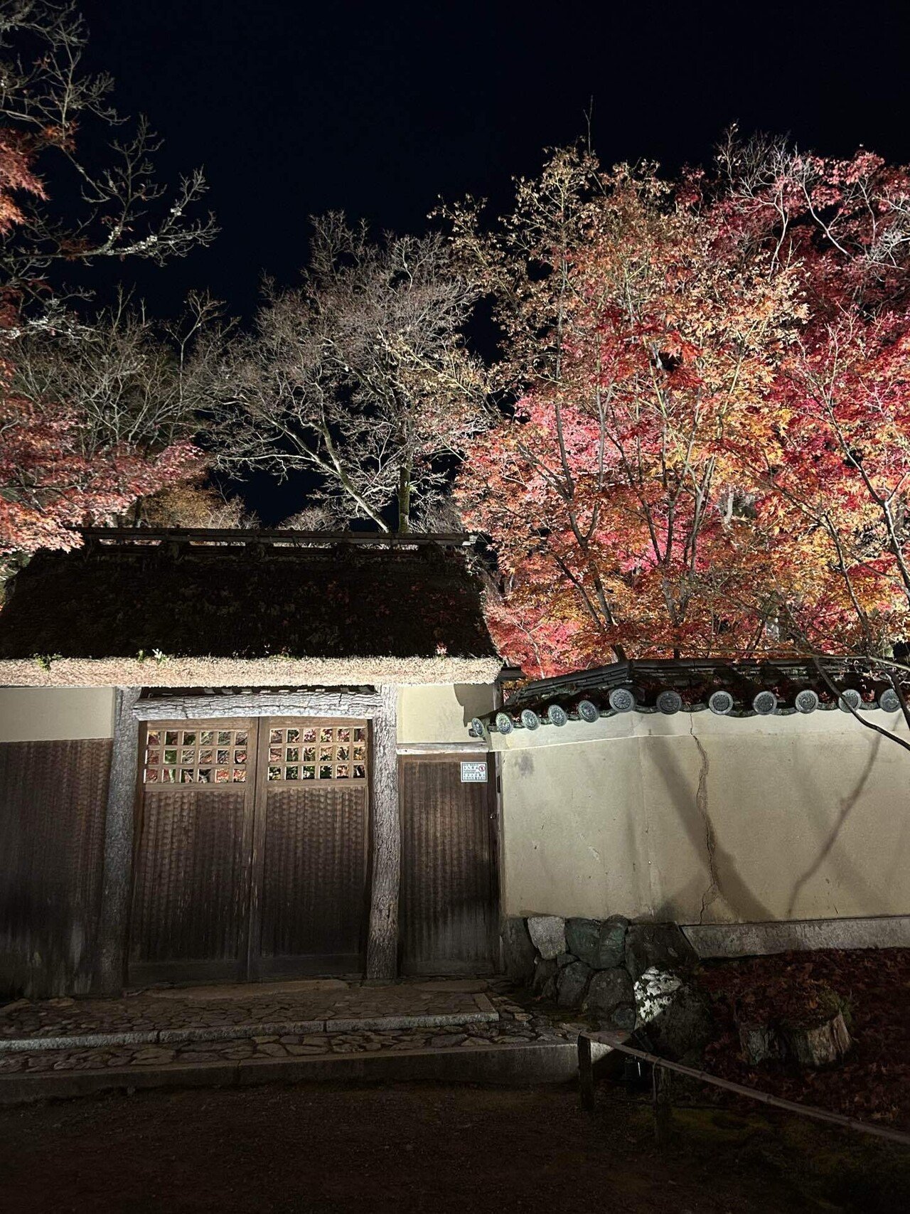 山採り 山もみじ 最上山公園 もみじ山の紅葉(兵庫県) ｜紅葉名所2025