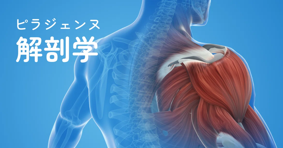 Types D Dissection Pilajienne Anatomy Vol. 3 ~Functions and Roles of the Skeleton~|ピラティス ...