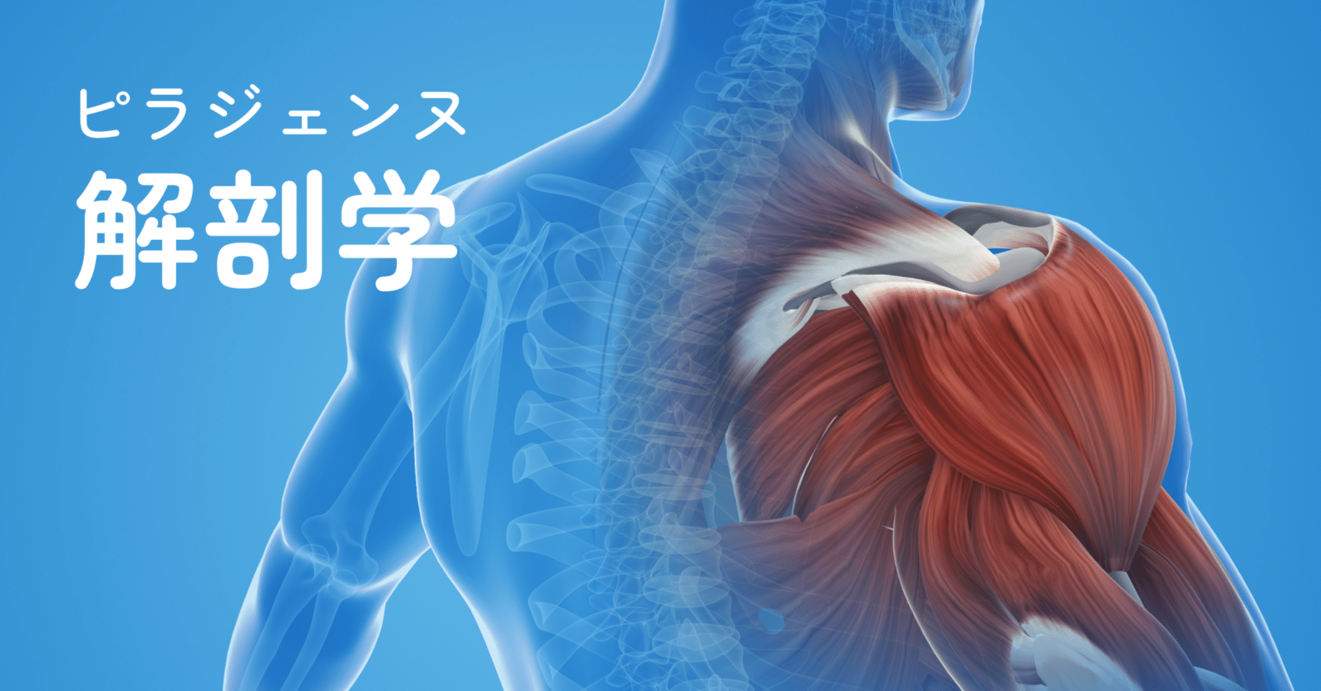 ピラジェンヌ解剖学 Vol.2〜解剖学的正位と運動面・軸｜ピラティス