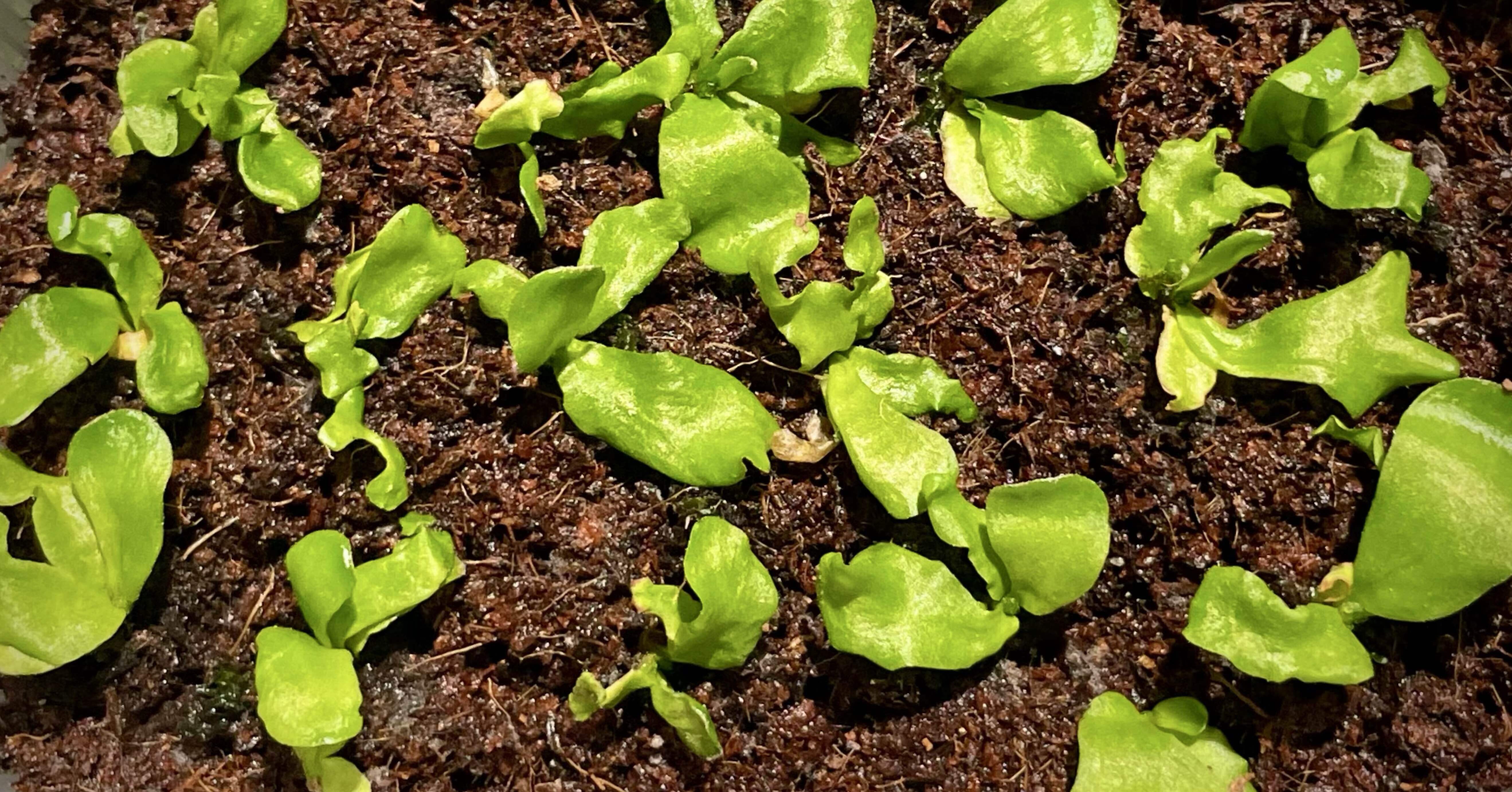 ビカクシダに「正式な品種」が存在しない理由｜うずめノート