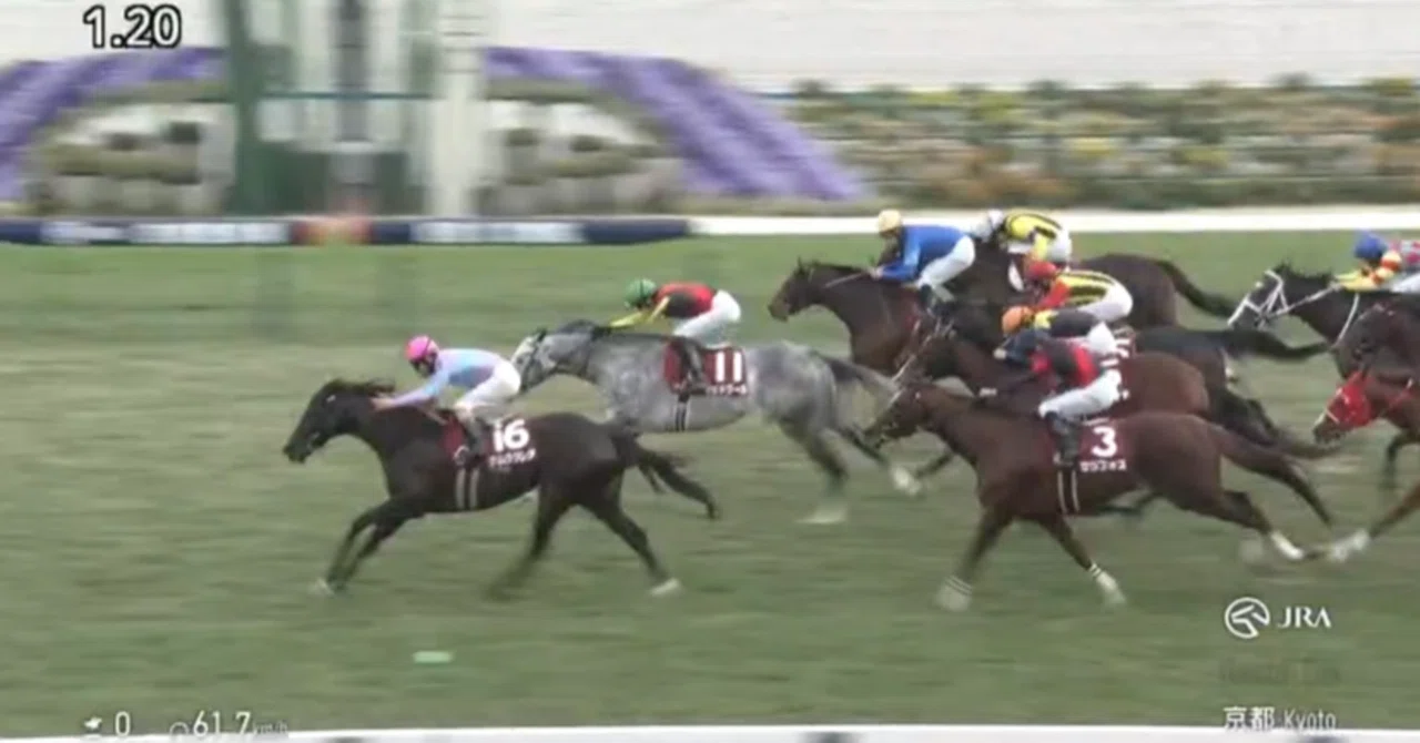 阪神 競馬 場 結果