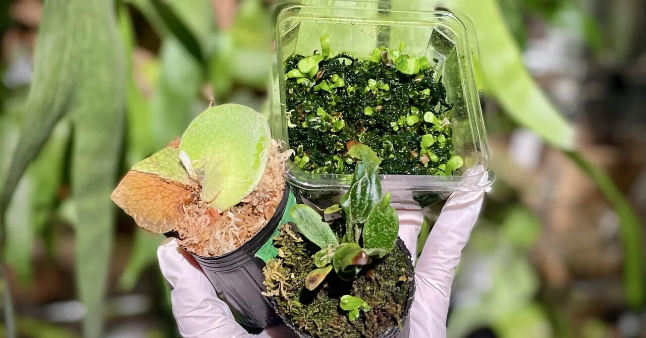 ビカクシダ 希少種　P.Pewchan(pup spore) P.Spore White【artPLANTs/PLANTS GARAGE 】ビカクシダ/Platycerium