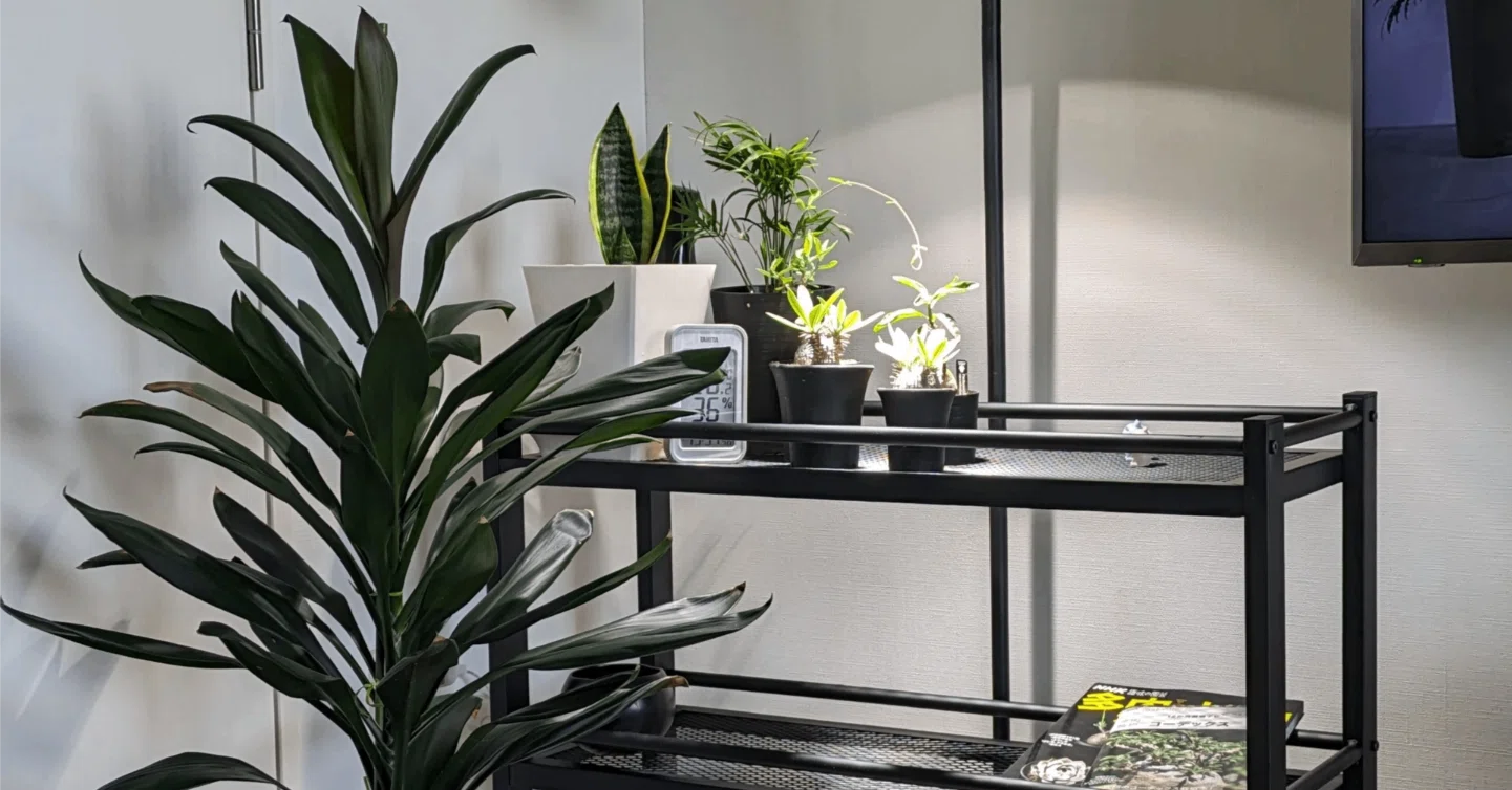 コーデックス（塊根植物）はじめました｜株式会社 LINKI'N FELLOWS