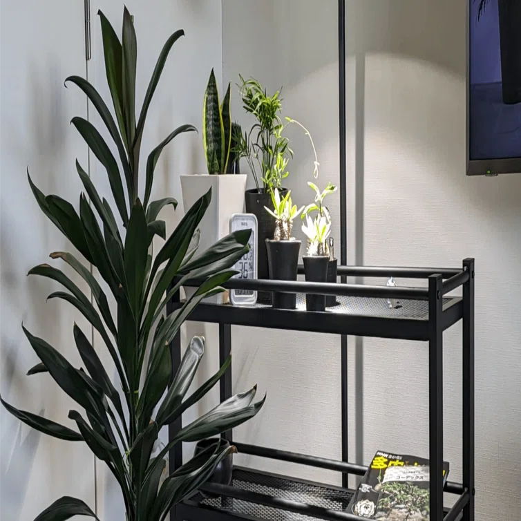コーデックス（塊根植物）はじめました｜株式会社 LINKI'N FELLOWS