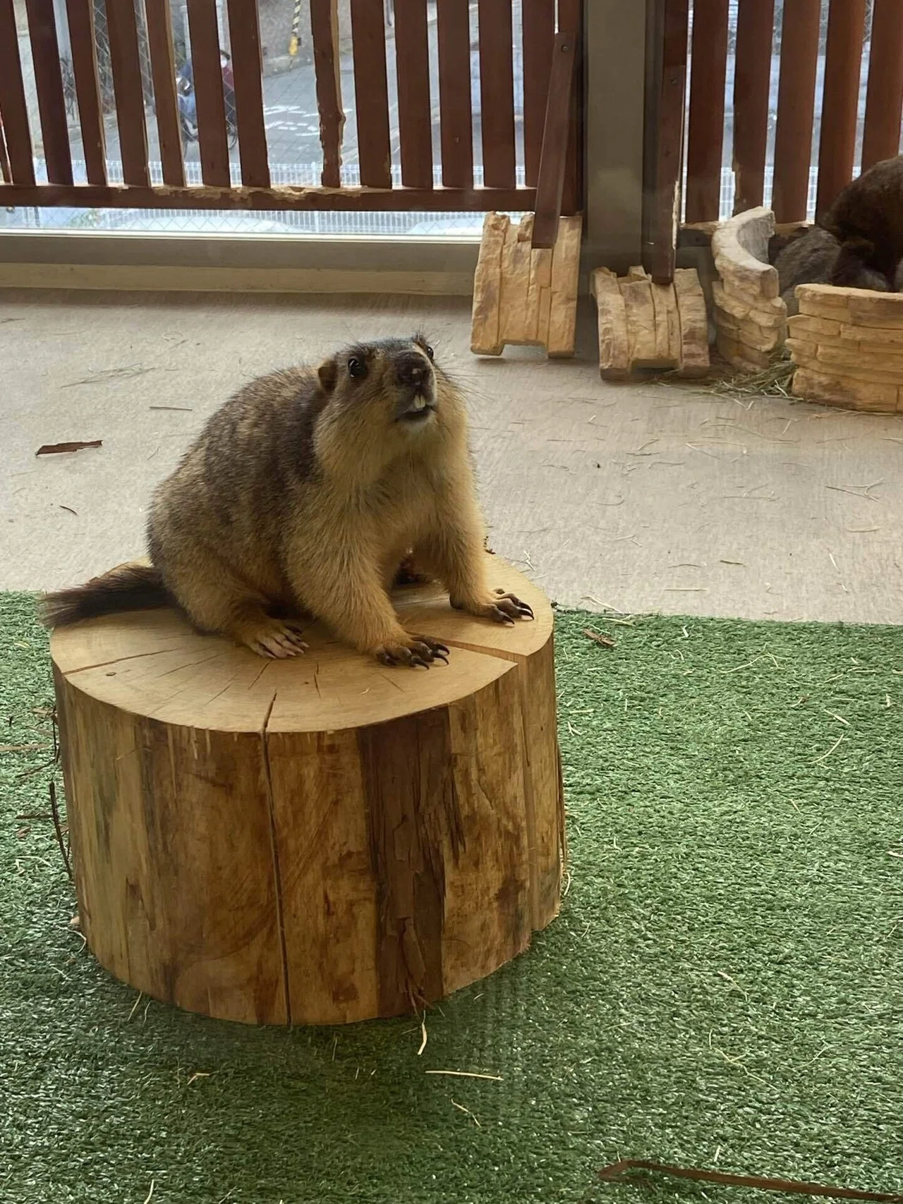My visit to the Marmot Mura Osaka store｜彗星 鈴鳴(すいせい れな)