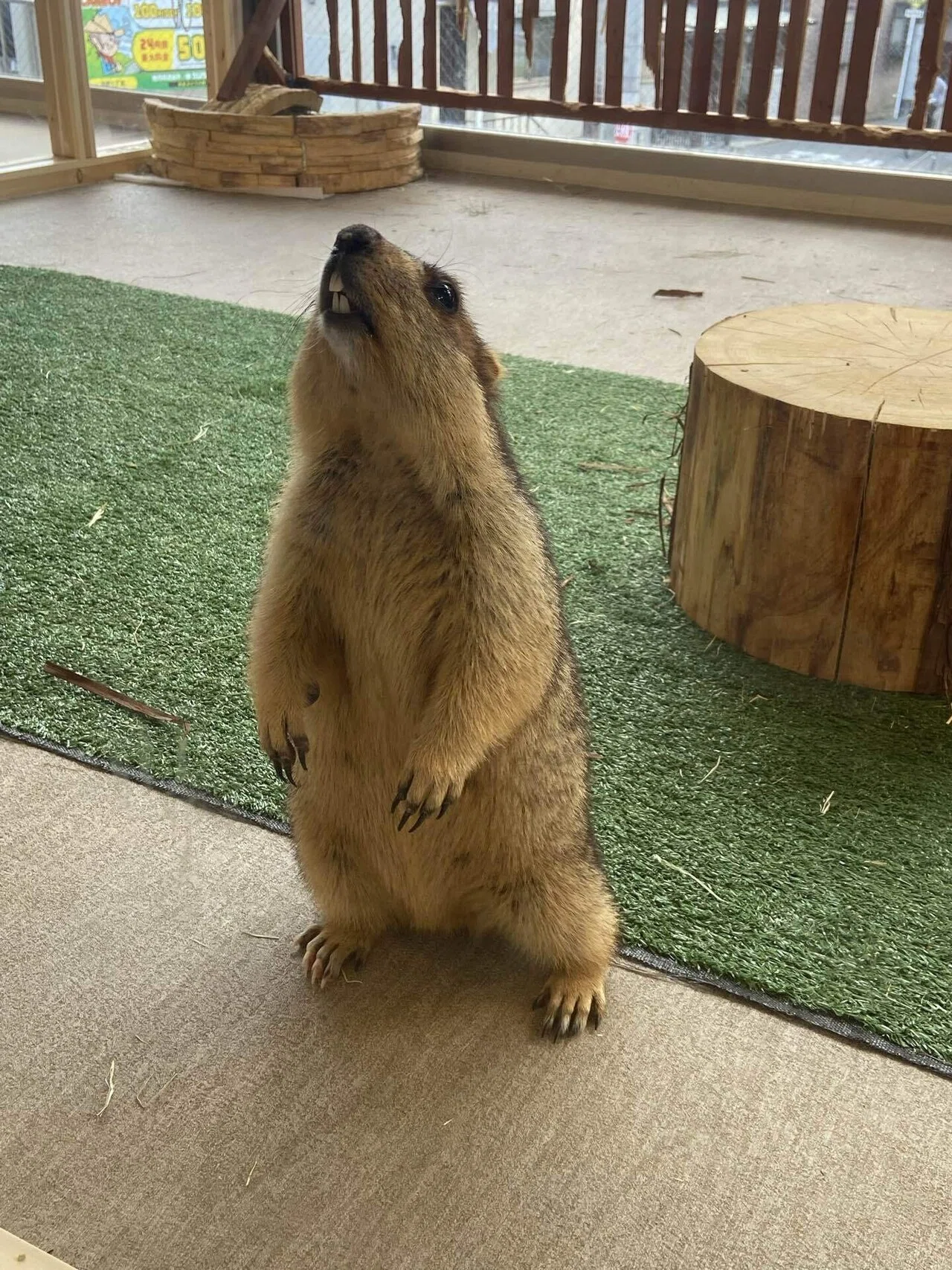 新品　廃盤　希少　 Bashful Marmot マーモット My visit to the Marmot Mura Osaka store｜彗星 鈴鳴(すいせい れな)