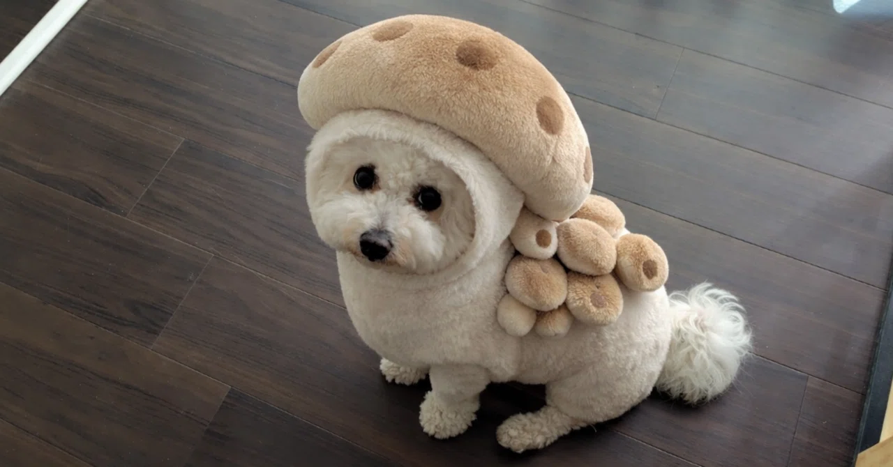 いま流行りの きのこ犬｜ももあき