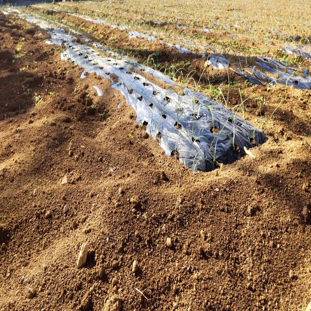 日記がわりにエッセイを 《奇妙な畑》｜SHIG（麻遠 充）